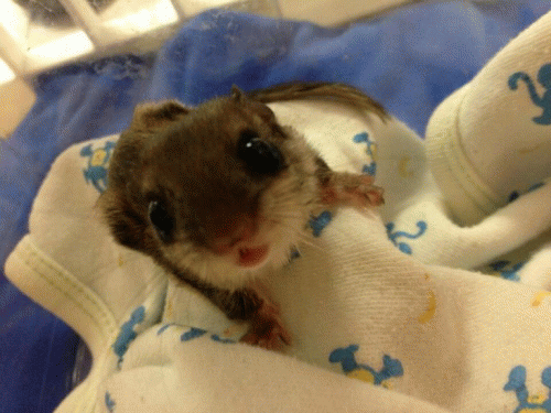 Sloth (USA-2) : Will You Be My Friend?